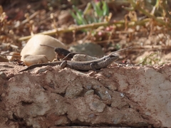 Trachylepis spilogaster