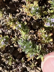 Pogogyne zizyphoroides