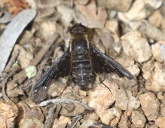 Hemipenthes morioides