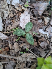 Trillium recurvatum