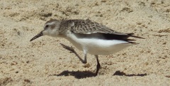 Calidris mauri