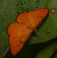Mesene phareus