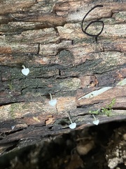 Hemimycena cucullata