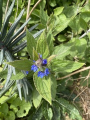 Pentaglottis sempervirens