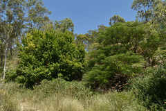 Citharexylum spinosum