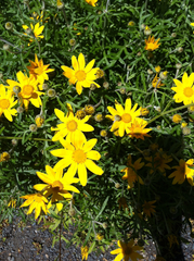 Eriophyllum lanatum achilleoides