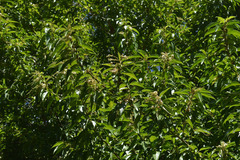 Citharexylum spinosum