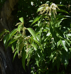 Citharexylum spinosum