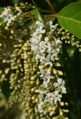 Citharexylum spinosum