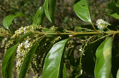 Citharexylum spinosum
