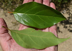 Citharexylum spinosum