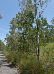 Acacia crassicarpa