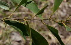 Acacia crassicarpa