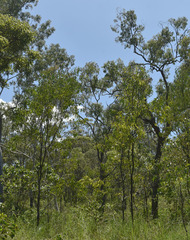 Acacia crassicarpa