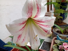 Hippeastrum reticulatum