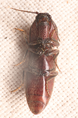 Melanotus cribricollis