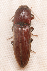 Melanotus cribricollis