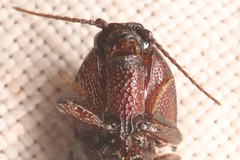 Melanotus cribricollis