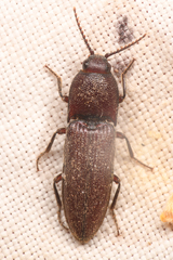 Melanotus cribricollis