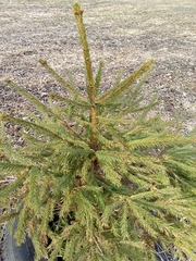 Picea abies