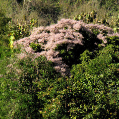 Congea tomentosa