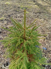 Picea abies