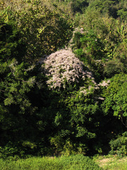Congea tomentosa