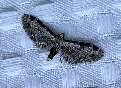 Eupithecia ravocostaliata