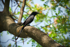 Dicrurus macrocercus thai