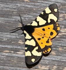 Arctia villica konewkaii