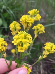 Barbarea vulgaris