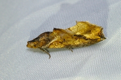 Plusiodonta coelonota