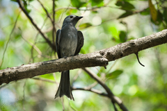 Dicrurus leucophaeus leucogenis