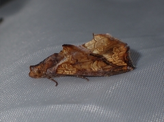 Plusiodonta coelonota