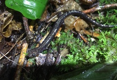 Plethodon hubrichti