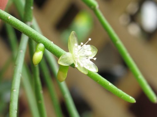 Rhipsalis teres