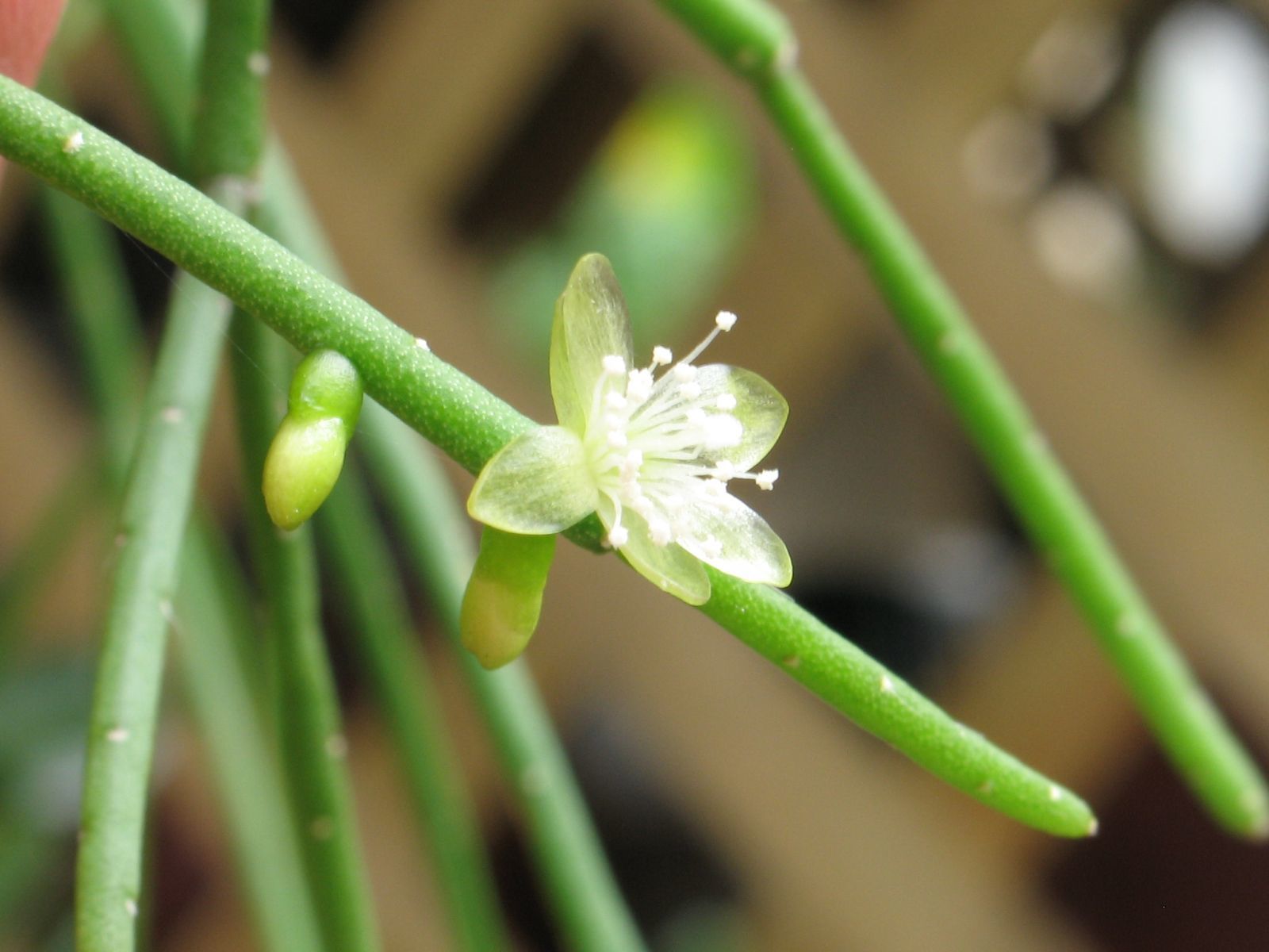 Rhipsalis teres