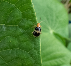 Gynandrobrotica caviceps