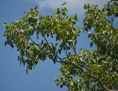 Eucalyptus platyphylla