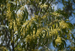 Acacia crassicarpa