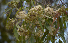 Corymbia clarksoniana
