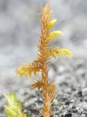 Scorpidium cossonii
