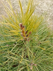 Pinus sylvestris