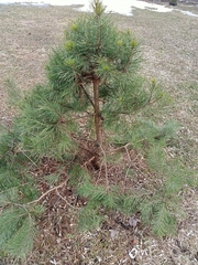 Pinus sylvestris