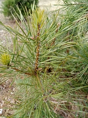 Pinus sylvestris