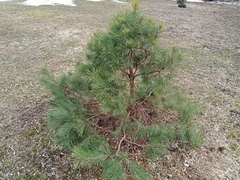 Pinus sylvestris