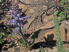 Lachenalia orchioides parviflora