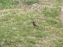Turdus migratorius