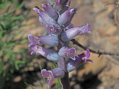 Lachenalia orchioides parviflora
