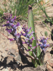 Lachenalia orchioides parviflora